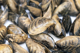 Invasive mussels with visible byssal threads.