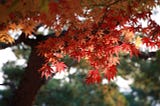 A branch of red and orange leaves with bright shadowy lighting.