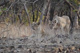 Meeting the Asiatic Lion in the Wild