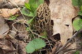 11 Life Lessons Learned from Morel Mushroom Hunting