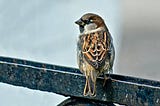 On Morning (Or City Sparrow)