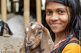 Dignity through Diversification: The ‘Heifer MBA’ Empowers People Living at the Bottom of the…