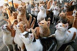 Isle Of  Cats