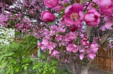 Author’s photo of crabapple tree in full bloom with pink blossoms