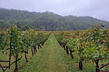 DuCard Vineyard