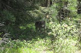 Recreating with your dog in wolf country