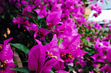 The Bougainvillea Problem