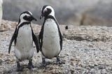 Two penguins who look like they’ve found their perfect match.