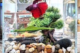 Fiish: A Chatbot to feed my Betta fish