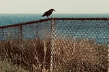A bird on a fence overlooking the ocean.