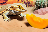 Seasonal Feeding: Adapting Your Bearded Dragon’s Diet With the Seasons