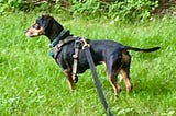 A black and tan dachshund-cross in a harness and on a lunge line does a point alert, right paw just starting to come up to position. She is surrounded by grass and bushes line the area.