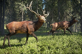 Are Trail Cameras Effective for Home Security? Comparing Trail Cameras and Security Cameras