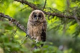 Hope on the edge of the abyss: northern spotted owl family raises fledglings in Eastern Washington