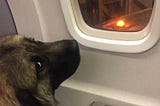 Tips for taking your Dog on an International Flight