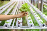 How to Start Hydroponics Farming Business