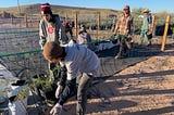 Planting trees and equity in the Arizona Desert