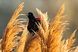 Viewing Birds as Fine Art Photography