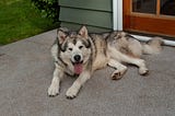 Malamutes I Have Loved: Beast