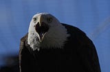 What Is the Birds That Look Like Bald Eagles 2025?
