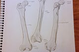 Medical Illustration- The Femur Bone