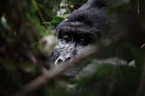 Silverback Mountain Gorilla — best places to see gorillas on the wild