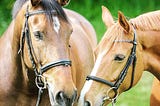 A bay and chestnut horse wearing bridles touch noses in a green field.