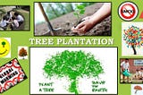 Plant for the Planet — Trees for the Future