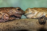 Two toads touch noses
