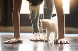 woman doing yoga with a white kitten