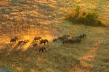 Elephants on a Plane