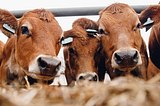Why it is important to protect farm animals