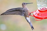 World’s Largest Hummingbird Finally Gets Some Respect