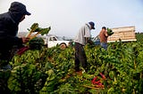 Immigrants: Illegal, Legal, Essential, Symbiotic