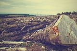 Sick ecosystems lead to sick people: How deforestation is aiding the spread of disease
