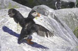 Puffin spreads its wings