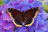 A Mourning Cloak butterfly on a purple flower