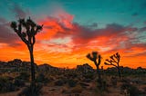 Fiery Sunset in Joshua Tree National Park with three small trees and rocky terrain in the foreground.