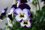 Growing Pansies