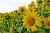 🌻 เมล็ดพันธุ์ทานตะวัน คุณภาพดี ปลูกง่าย ดอกสวยงาม มีทั้งปลีกและส่ง!