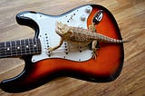 Lizard straddling the strings and pick-ups of a Fender Stratocaster Sunburst solid bodied electric guitar