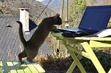 A black cat stands on a green garden chair and looks into a laptop on a green table. Wooded mountains and a tiled roof  are in the background.