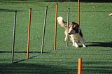 A dog is dashing through an obstacle course.