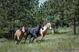 7 Horses