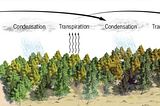 The Biotic Pump —  How Forests Drive Continental Rainfall