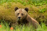A Bear is not just a Bear: Recognizing the Individual in Wildlife Conservation