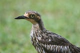 Close up of the head, neck and upper part of the body of a large bird. The bird has a robust, dagger-like black bill, huge golden eyes and a moderately long neck. Its feahers are mostly shades of brown with white. It has been capering in the rain, so it is wet and not at its most glamorous. The backdrop is an out-of-focus lawn.