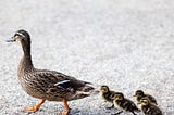 Something beautiful happened when a duck crossing went horribly wrong