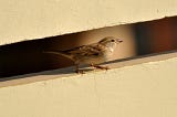 How A Sparrow Saved Our Lives