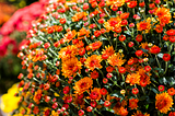 caring for Chrysanthemum